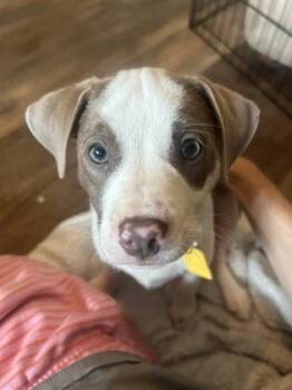 Bowie -  Dachshund and Mixed Breed Dog for Adoption in Fort Worth, Texas - Bowie | PetCurious