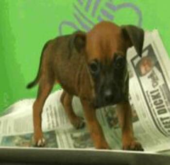 Rescue Chihuahua and Mixed Breed Dogs for Adoption in Houston, Texas - Home Alone | PetCurious