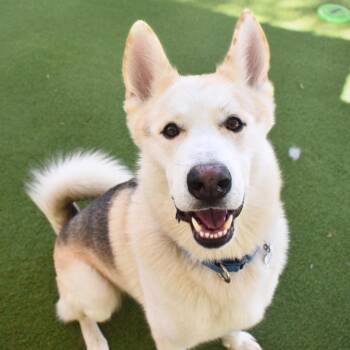 Siberian Husky Dogs Available for Adoption in St. Petersburg, Florida - Bolt | PetCurious