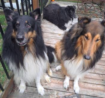Whiskey & Chubbs - Wellandport -  Collie Dog for Adoption in Toronto, Ontario - Whiskey & Chubbs - Wellandport | PetCurious