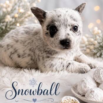 Snowball -  Mixed Breed Dog for Adoption in Olathe, Kansas - Snowball | PetCurious