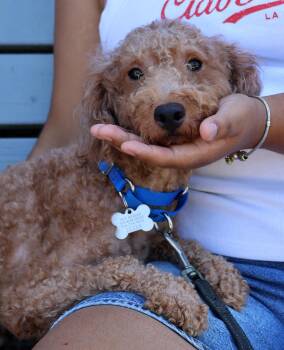 Sugar Boy -  Goldendoodle Dog for Adoption in Harrison, New York - Sugar Boy | PetCurious