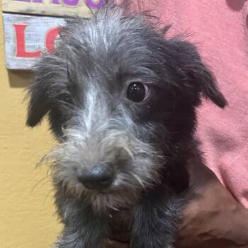 Lindie - Local October 9-11 -  Terrier Dog for Adoption in Brookshire, Texas - Lindie - Local October 9-11 | PetCurious