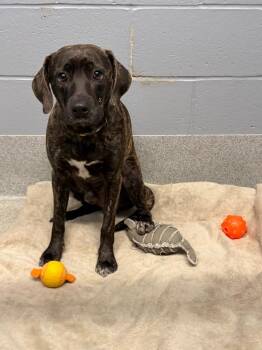 Microwave -  Labrador Retriever and Pit Bull Terrier Dog for Adoption in Bloomington, Indiana - Microwave | PetCurious