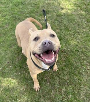 Rescue American Staffordshire Terrier Dogs for Adoption in Tulare, California - Tiffany | PetCurious