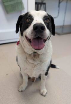 Mixed Breed Dogs Available for Adoption in Fairfield, Iowa - Tye | PetCurious