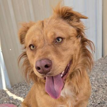 Ruger -  Golden Retriever and Mixed Breed Dog for Adoption in Wickenburg, Arizona - Ruger | PetCurious