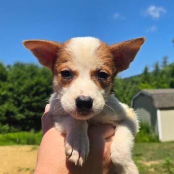 CT Peru -  Mixed Breed Dog for Adoption in Stormville, New York - CT Peru | PetCurious