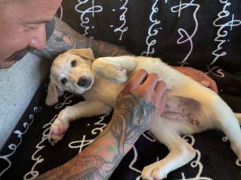 Raven -  Shepherd and Australian Shepherd Dog for Adoption in Colorado Springs, Colorado - Raven | PetCurious