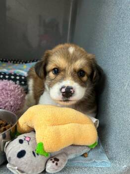 Koa -  Australian Shepherd Dog for Adoption in Minneapolis, Minnesota - Koa | PetCurious