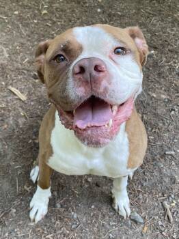 Boxer and Pit Bull Terrier Dogs Available for Adoption in Heathsville, Virginia - Zeus | PetCurious
