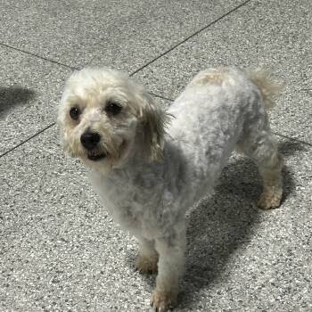 Bailey -  Havanese Dog for Adoption in Antwerp, Ohio - Bailey | PetCurious