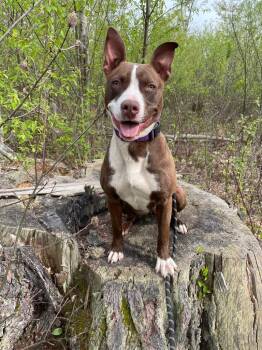 Pit Bull Terrier Dogs Available for Adoption in Glenfield, New York - Prentice | PetCurious