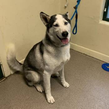 True -  Husky Dog for Adoption in Pasadena, California - True | PetCurious