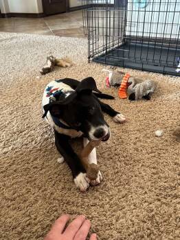 Rescue Pit Bull Terrier Dogs for Adoption in Shawnee, Oklahoma - Mac | PetCurious