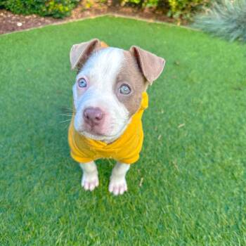 Rescue American Staffordshire Terrier and German Shepherd Dog Dogs for Adoption in Morgan Hill, California - BLUE | PetCurious