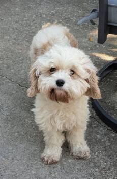 Poodle Dogs Available for Adoption in Alafaya, Florida - Steffie | PetCurious