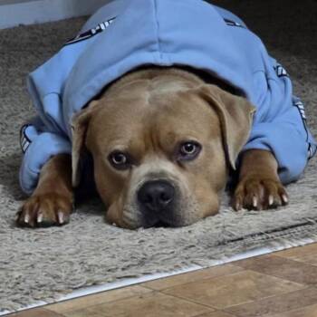 Pit Bull Terrier and Mixed Breed Dogs Available for Adoption in Idaho Falls, Idaho - Winston | PetCurious