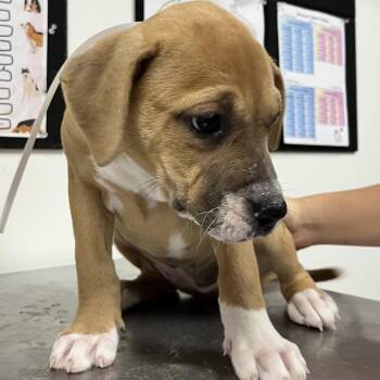 Felicity -  English Bulldog and Mixed Breed Dog for Adoption in Birmingham, Alabama - Felicity | PetCurious