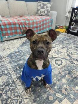 Pit Bull Terrier Dogs Available for Adoption in St. Peters, Missouri - CLOVER | PetCurious