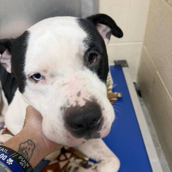 Pit Bull Terrier Dogs Available for Adoption in Palestine, Texas - Boss | PetCurious