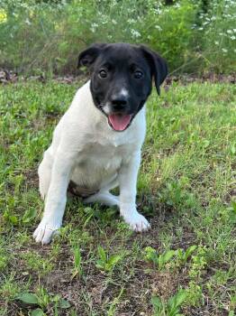 Ziggy -  Mixed Breed Dog Available for Adoption in Okemah, Oklahoma - Ziggy | PetCurious