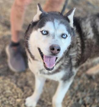 Husky and Mixed Breed Dogs Available for Adoption - MARGE | PetCurious