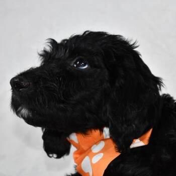 Standard Poodle Dogs Available for Adoption in Johnson City, Tennessee - Rocky | PetCurious