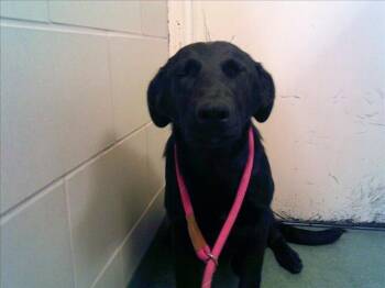 Rescue Mixed Breed Dogs for Adoption in Santa Fe, New Mexico - SHADOW | PetCurious