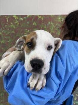 Teddy Ruxpin -  Mastiff and Mixed Breed Dog for Adoption in San Antonio, Texas - Teddy Ruxpin | PetCurious