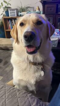 Yellow Labrador Retriever and Great Pyrenees Dogs Available for Adoption in Goldendale, Washington - Bailey | PetCurious