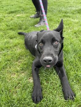 Labrador Retriever and Mixed Breed Dogs Available for Adoption in Oxford, Michigan - Bonnie | PetCurious