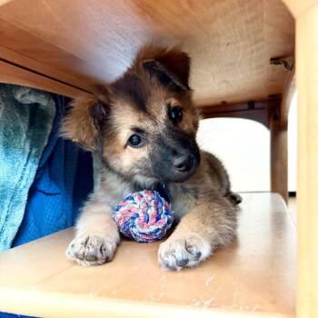 Gloria -  Mixed Breed Dog for Adoption in Fort Collins, Colorado - Gloria | PetCurious