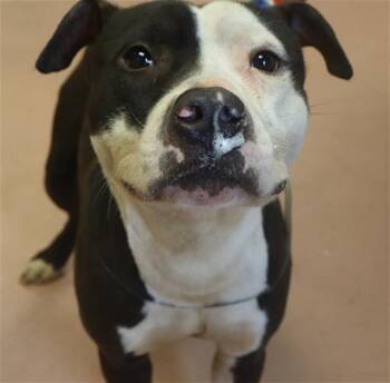 GRAMPS -  Mixed Breed Dog for Adoption in Columbia, South Carolina - GRAMPS | PetCurious