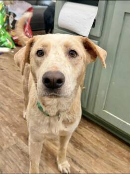 Snowflake -  Labrador Retriever Dog for Adoption in Manchester, Connecticut - Snowflake | PetCurious