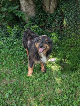 Cash -  Australian Shepherd Dog for Adoption in Maysville, Kentucky - Cash | PetCurious