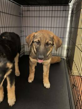 Stormy -  German Shepherd Dog and Shepherd Dog for Adoption in Holly Springs, North Carolina - Stormy | PetCurious