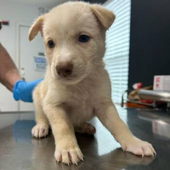Elvis -  Labrador Retriever Dog for Adoption in Livingston, Texas - Elvis | PetCurious