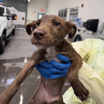 111414 -  Mixed Breed Dog for Adoption in Las Cruces, New Mexico - 111414 | PetCurious