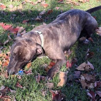 Smitty -  Mixed Breed Dog for Adoption in Morristown, Vermont - Smitty | PetCurious