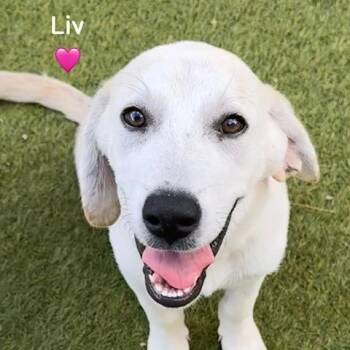 Liv, Thea, Juni the Cutest Girl Lab pups Loving, Kisses & Friend -  Labrador Retriever Dog for Adoption in Houston, Texas - Liv, Thea, Juni The Cutest Girl Lab Pups Loving, Kisses & Friend | PetCurious