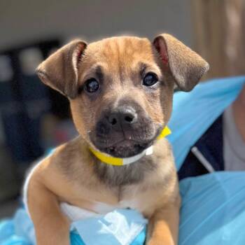 Mixed Breed Dogs Available for Adoption - Tails | PetCurious