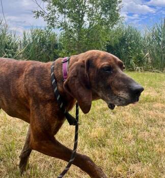 Ace is the Place -  Hound Dog for Adoption in Logan, Utah - Ace Is The Place | PetCurious