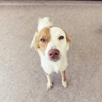Marley -  Mixed Breed Dog for Adoption in Brentwood, Missouri - Marley | PetCurious