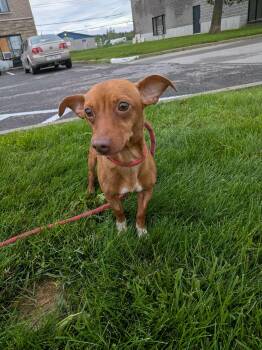 Baby Boy -  Chiweenie and Miniature Pinscher Dog for Adoption in Vaudreuil-dorion, Quebec - Baby Boy | PetCurious
