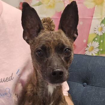 Granite -  Chihuahua Dog for Adoption in Normal, Illinois - Granite | PetCurious