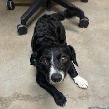 Humphrey -  Dachshund and Mixed Breed Dog for Adoption in Spokane, Washington - Humphrey | PetCurious