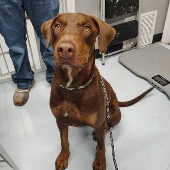 Rescue Doberman Pinscher and Mixed Breed Dogs for Adoption in Springtown, Texas - CSAS-Stray-678 | PetCurious