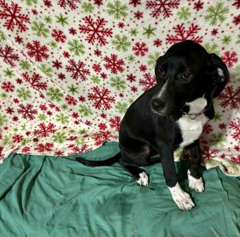 Rescue Pointer and Labrador Retriever Dogs for Adoption in West Milwaukee, Wisconsin - Lady $500 | PetCurious