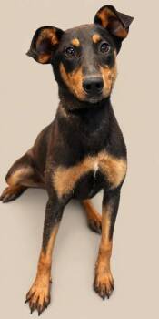 Josie -  Doberman Pinscher and Mixed Breed Dog for Adoption in Bowling Green, Kentucky - Josie | PetCurious